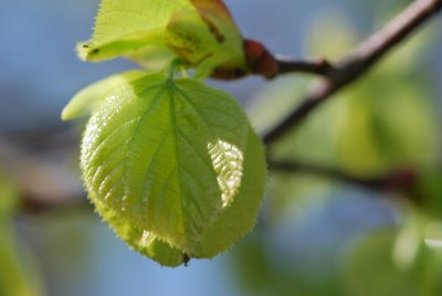 Tilia platyphyllos - lípa velkolistá - jarní listy